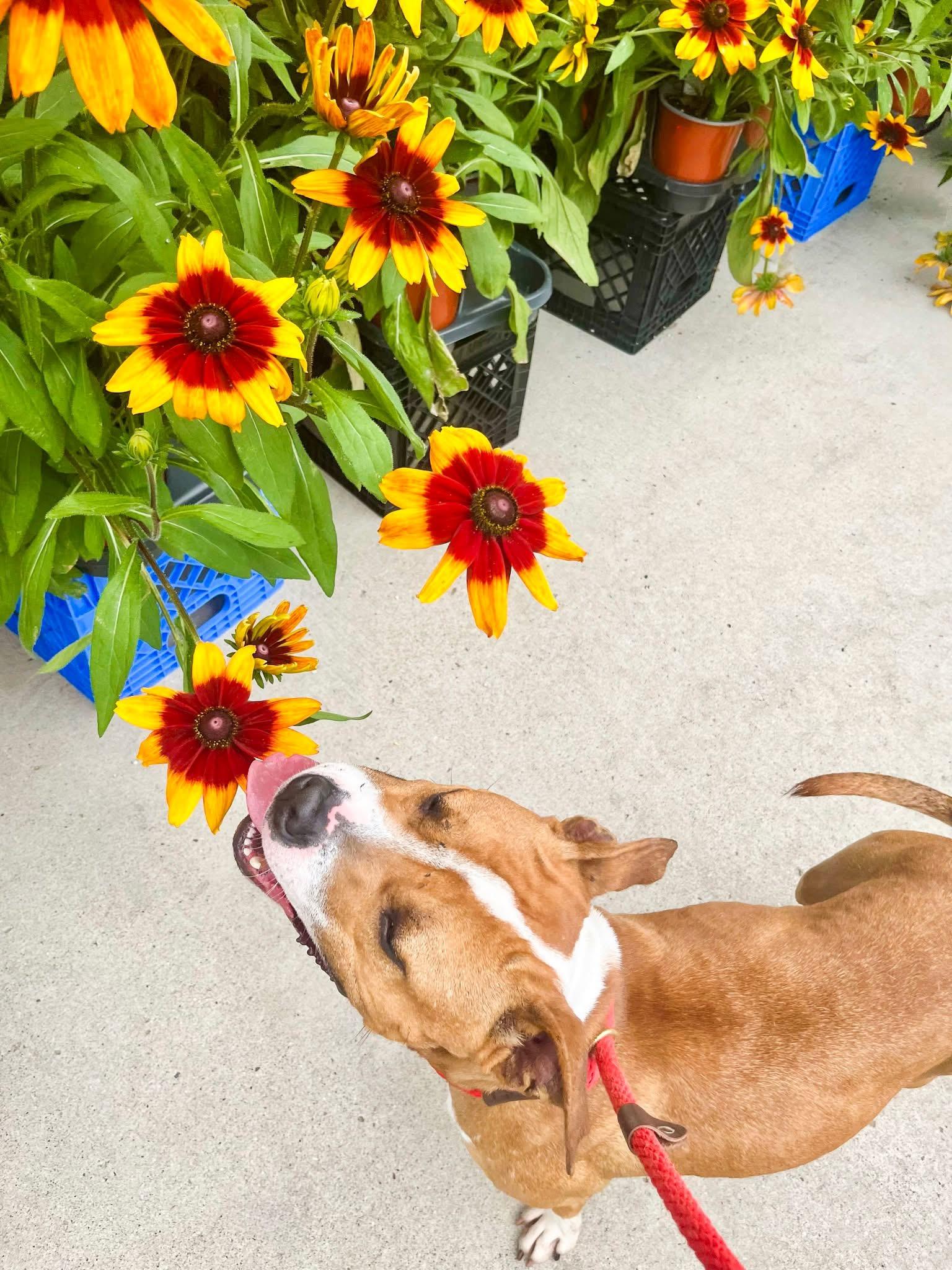 AMY- Needs a foster/forever home!