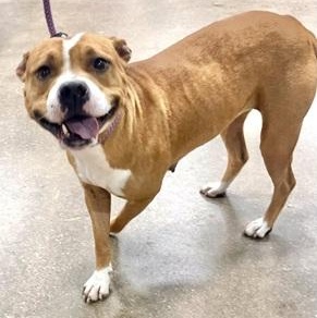 AMY- Needs a foster/forever home!