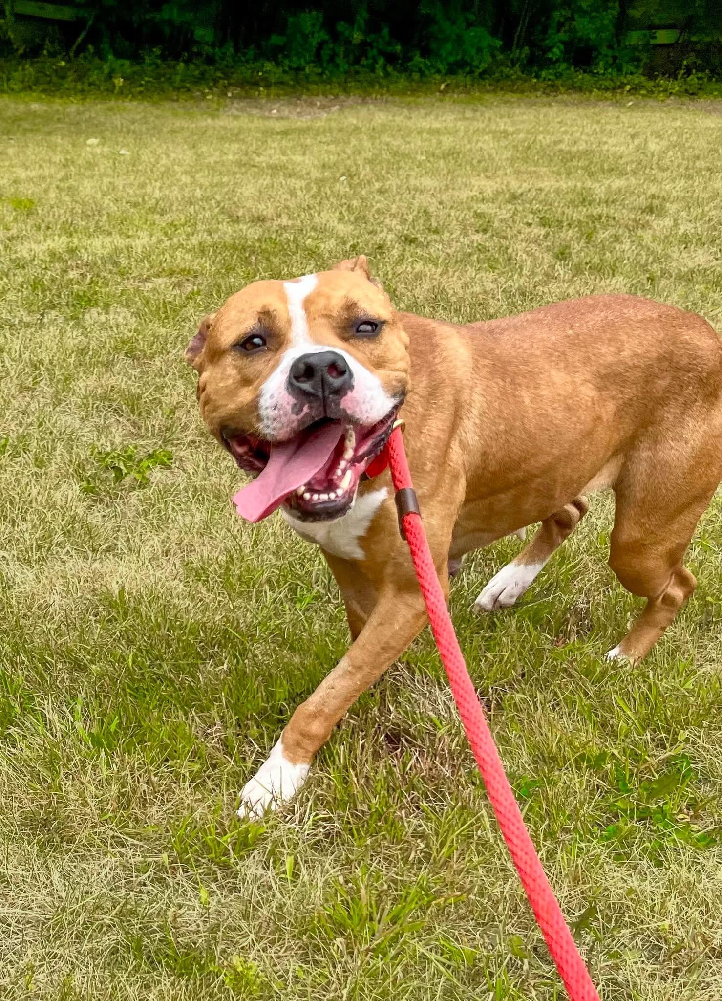 AMY- Needs a foster/forever home! — thumbnail 6