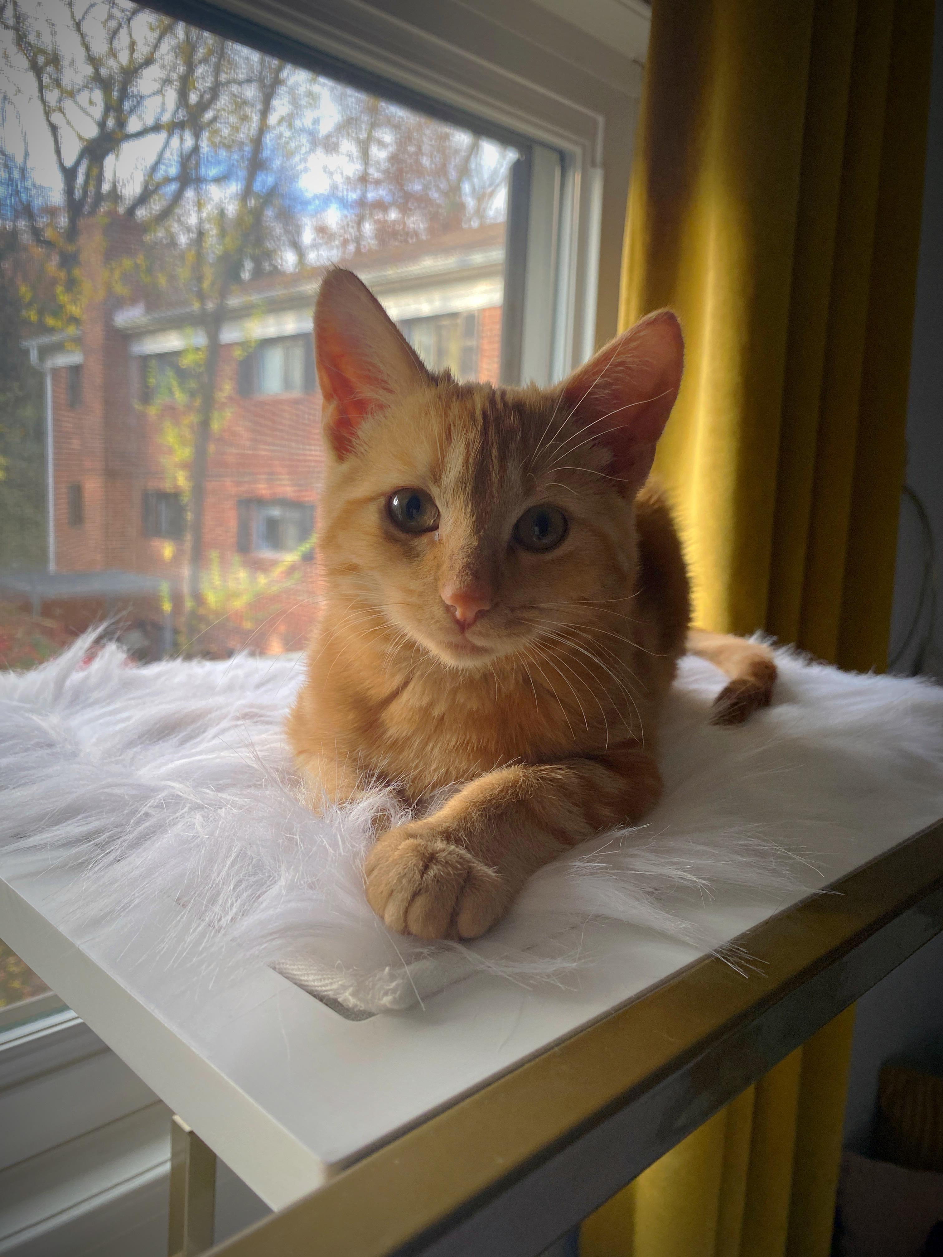 Enlarge Tater and Marmalade, a Adoptable Domestic Short Hair in Alexandria, VA image 3/6