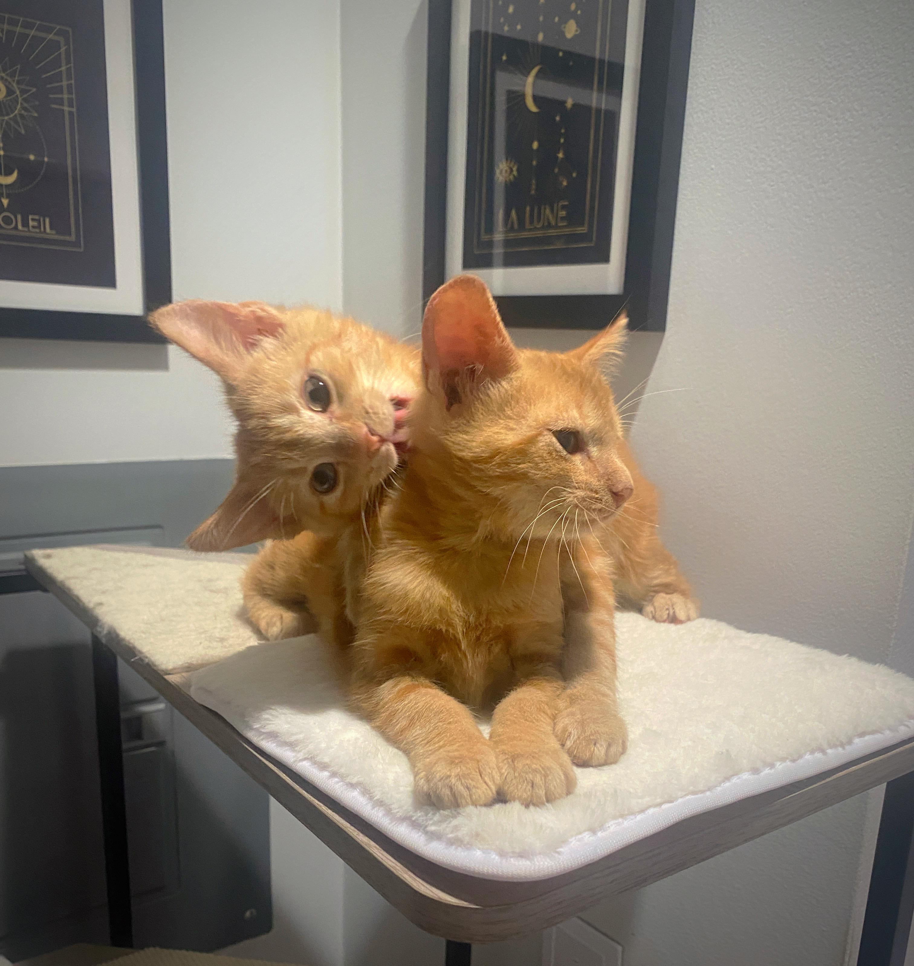 Enlarge Tater and Marmalade, a Adoptable Domestic Short Hair in Alexandria, VA image 4/6