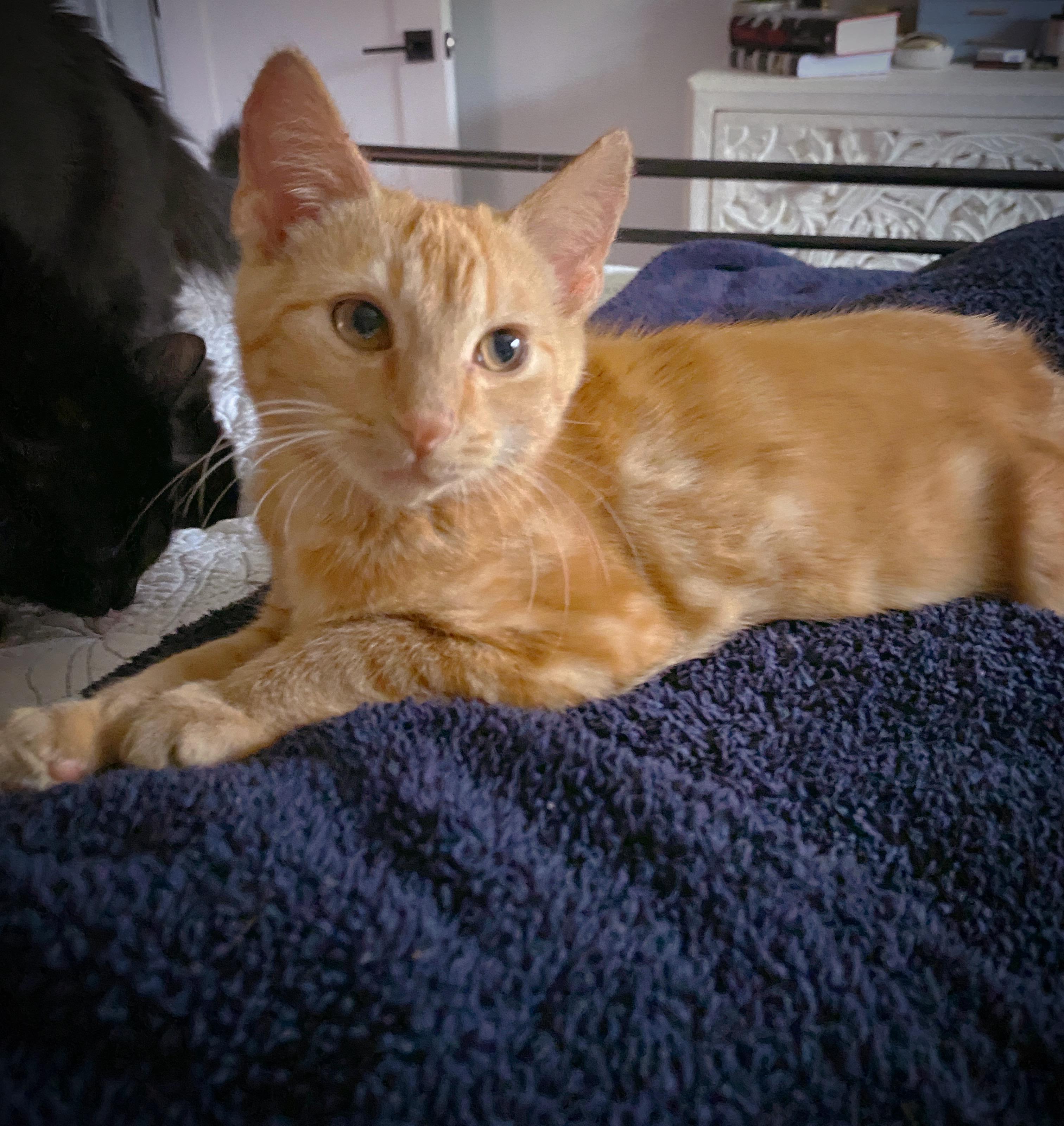 Enlarge Tater and Marmalade, a Adoptable Domestic Short Hair in Alexandria, VA image 6/6
