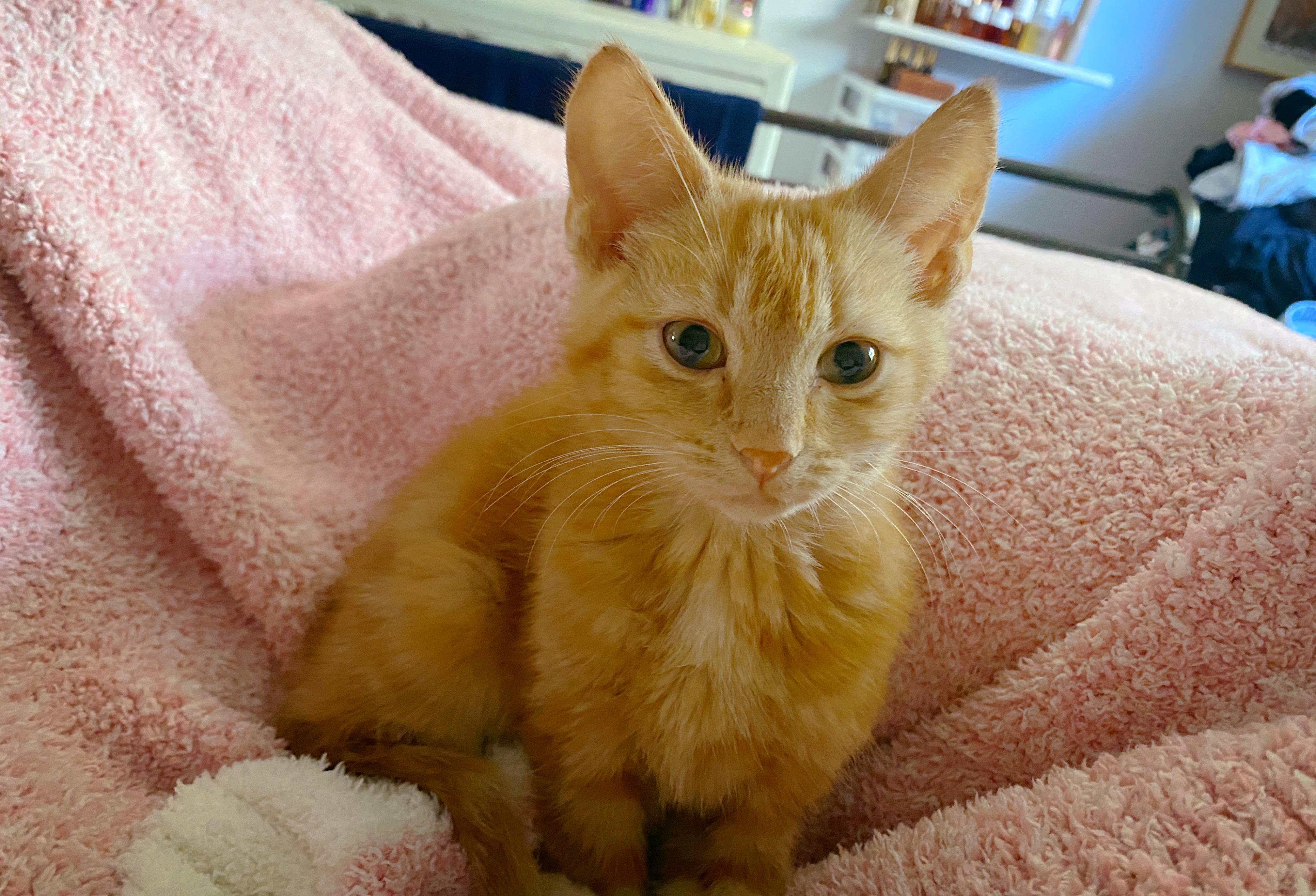 Enlarge Tater and Marmalade, a Adoptable Domestic Short Hair in Alexandria, VA image 5/6