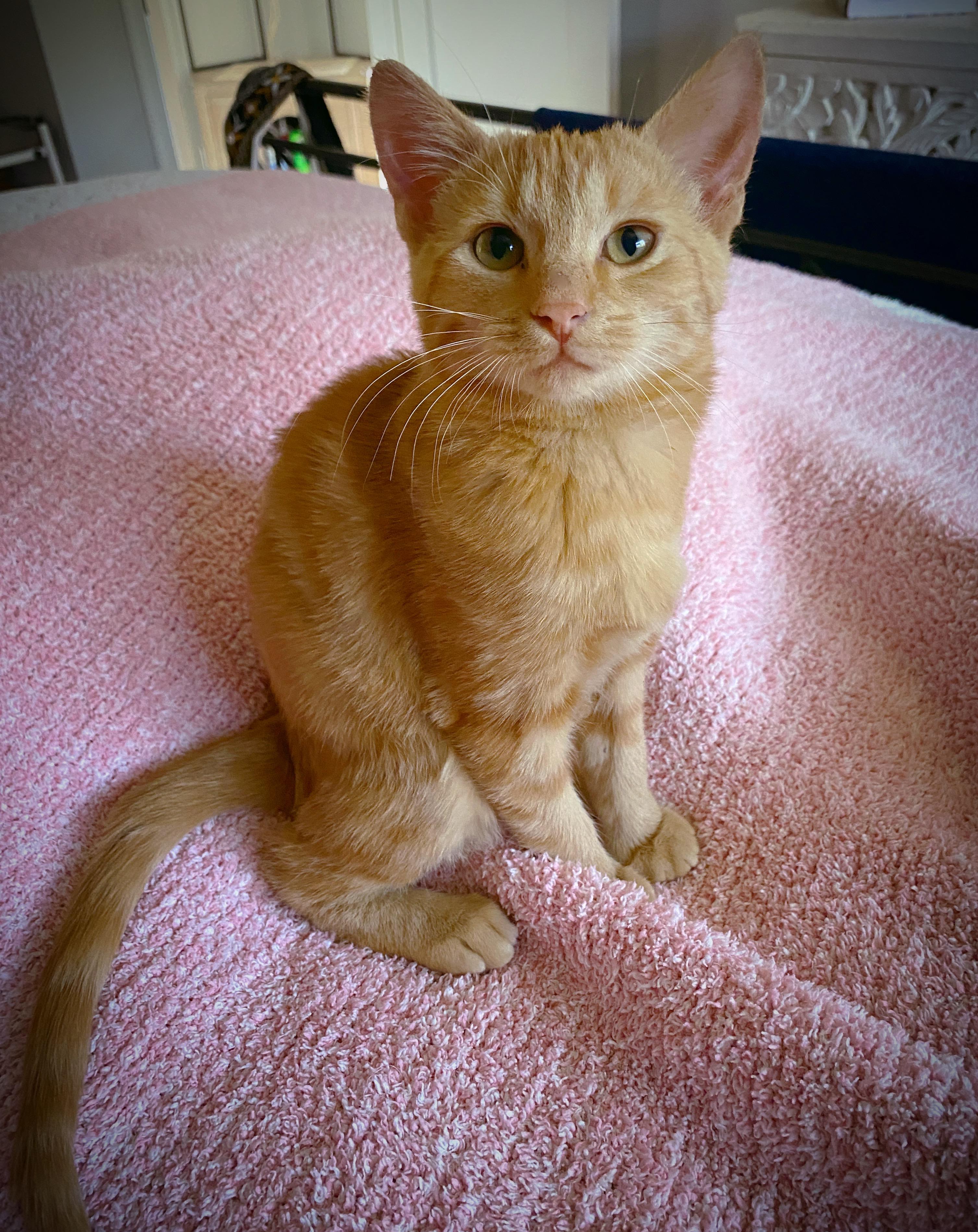 Enlarge Tater and Marmalade, a Adoptable Domestic Short Hair in Alexandria, VA image 2/6