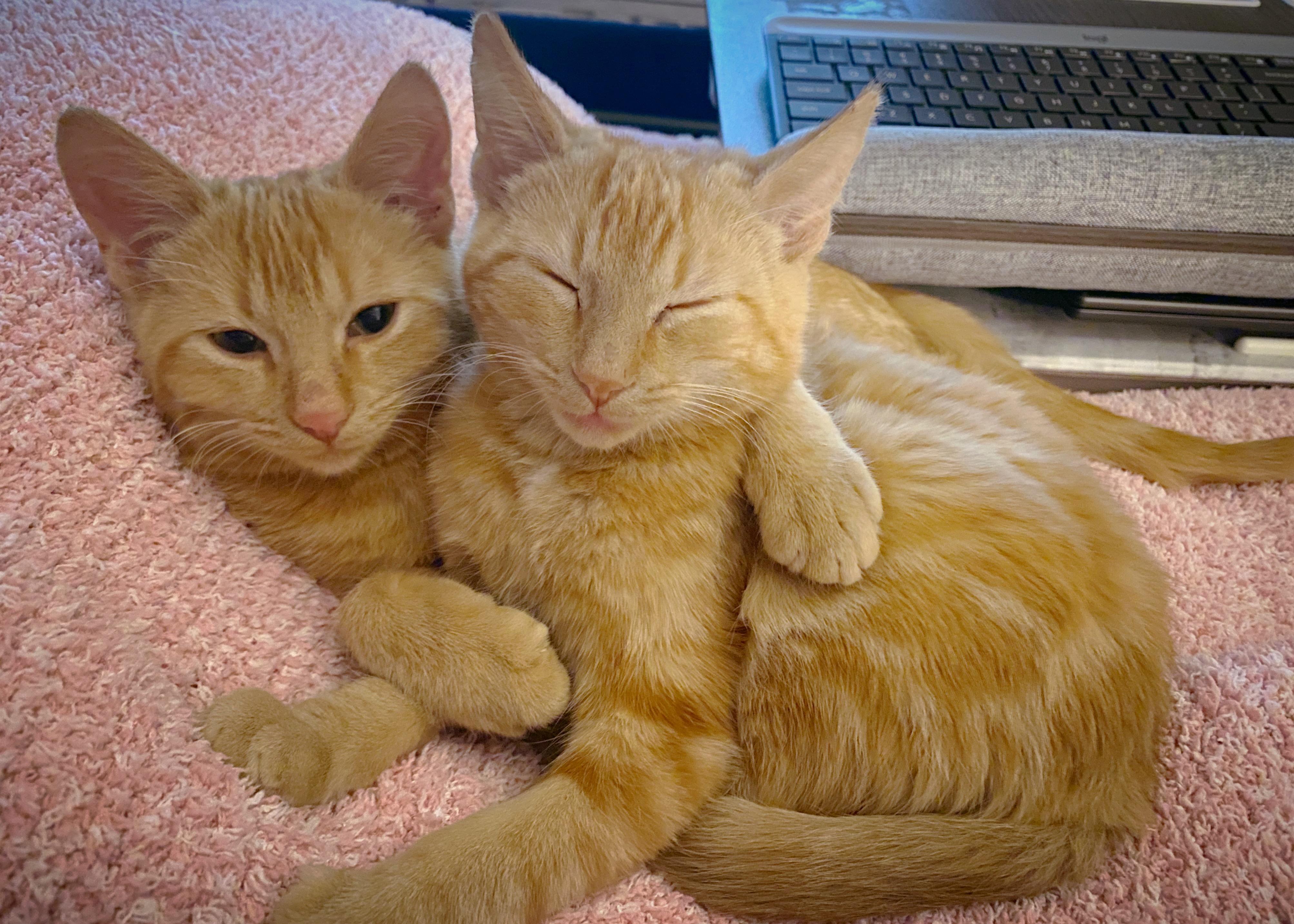 Enlarge Tater and Marmalade, a Adoptable Domestic Short Hair in Alexandria, VA image 1/6