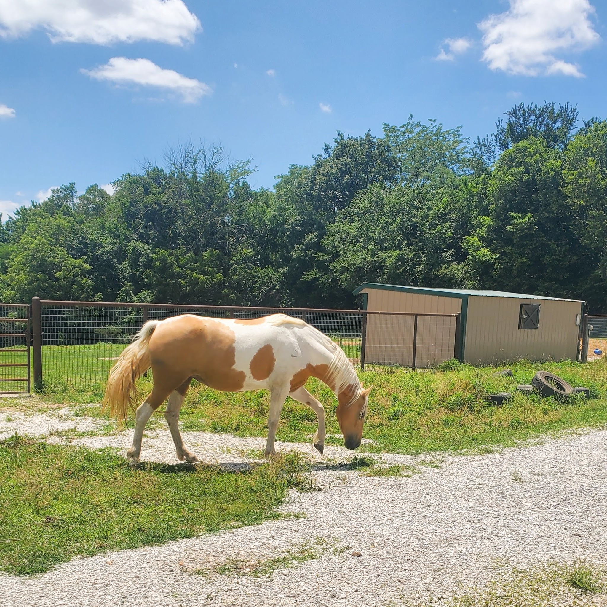 Popcorn, a Adopted Tennessee Walker in Willard, MO image 5/6