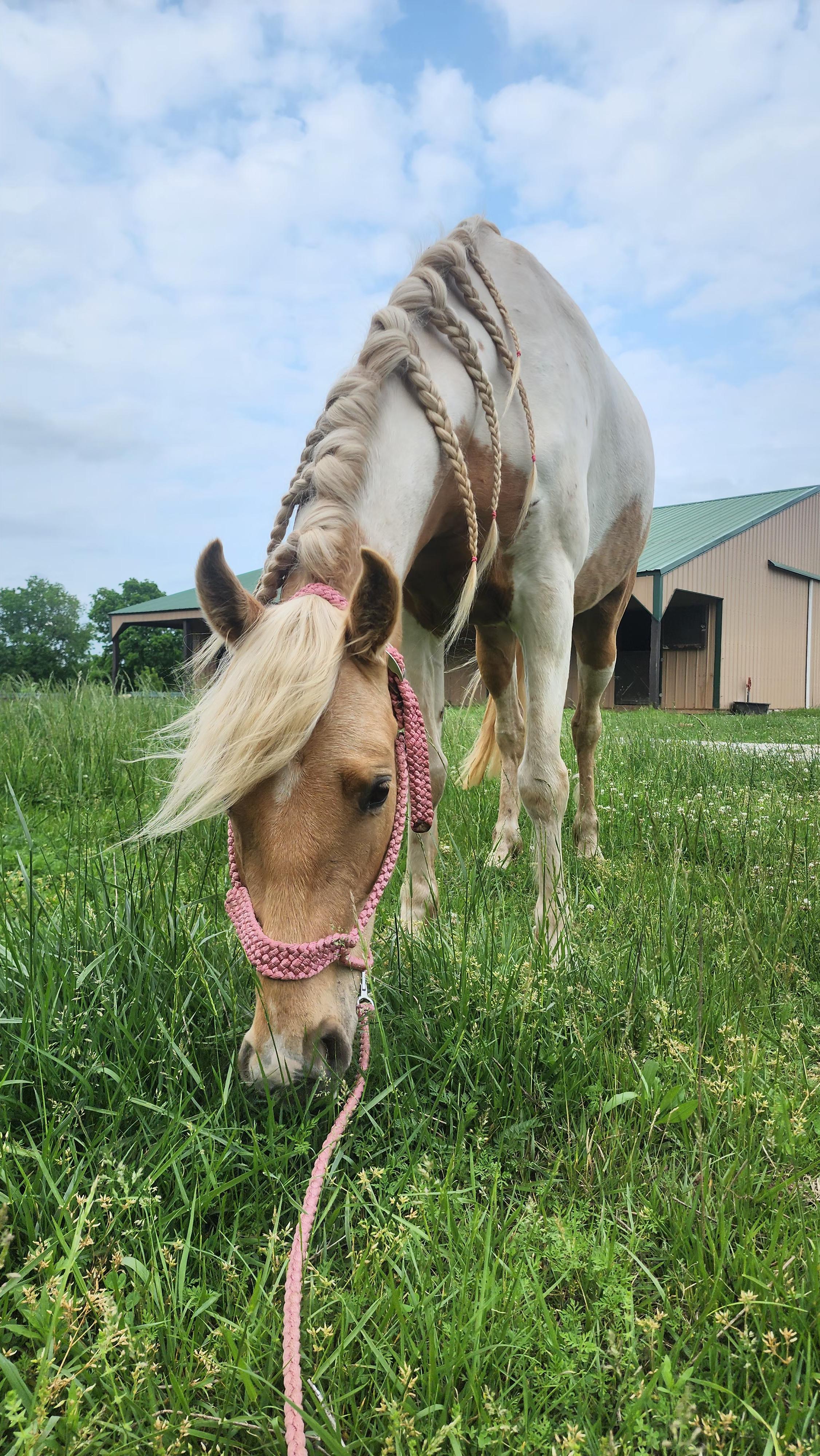 Popcorn, a Adopted Tennessee Walker in Willard, MO image 2/6