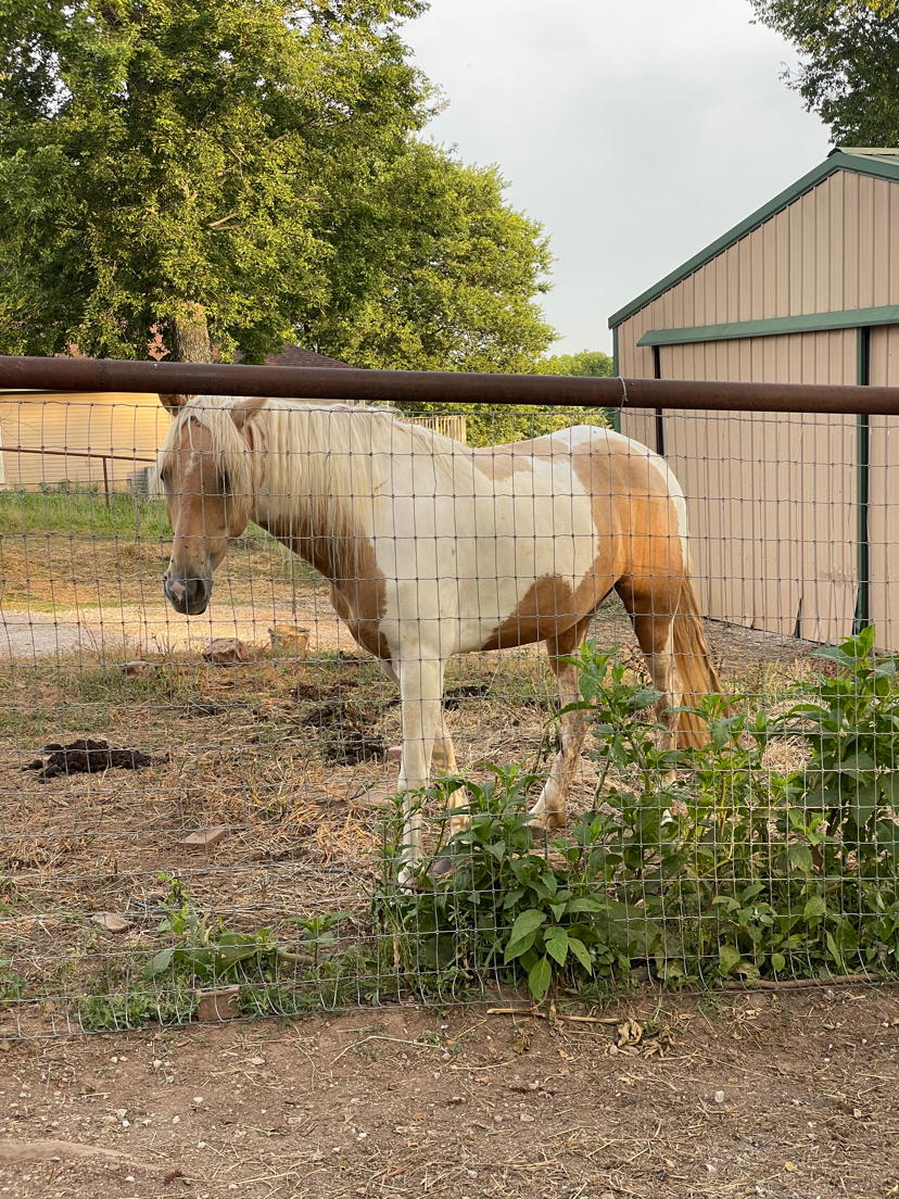 Popcorn, a Adopted Tennessee Walker in Willard, MO image 4/6
