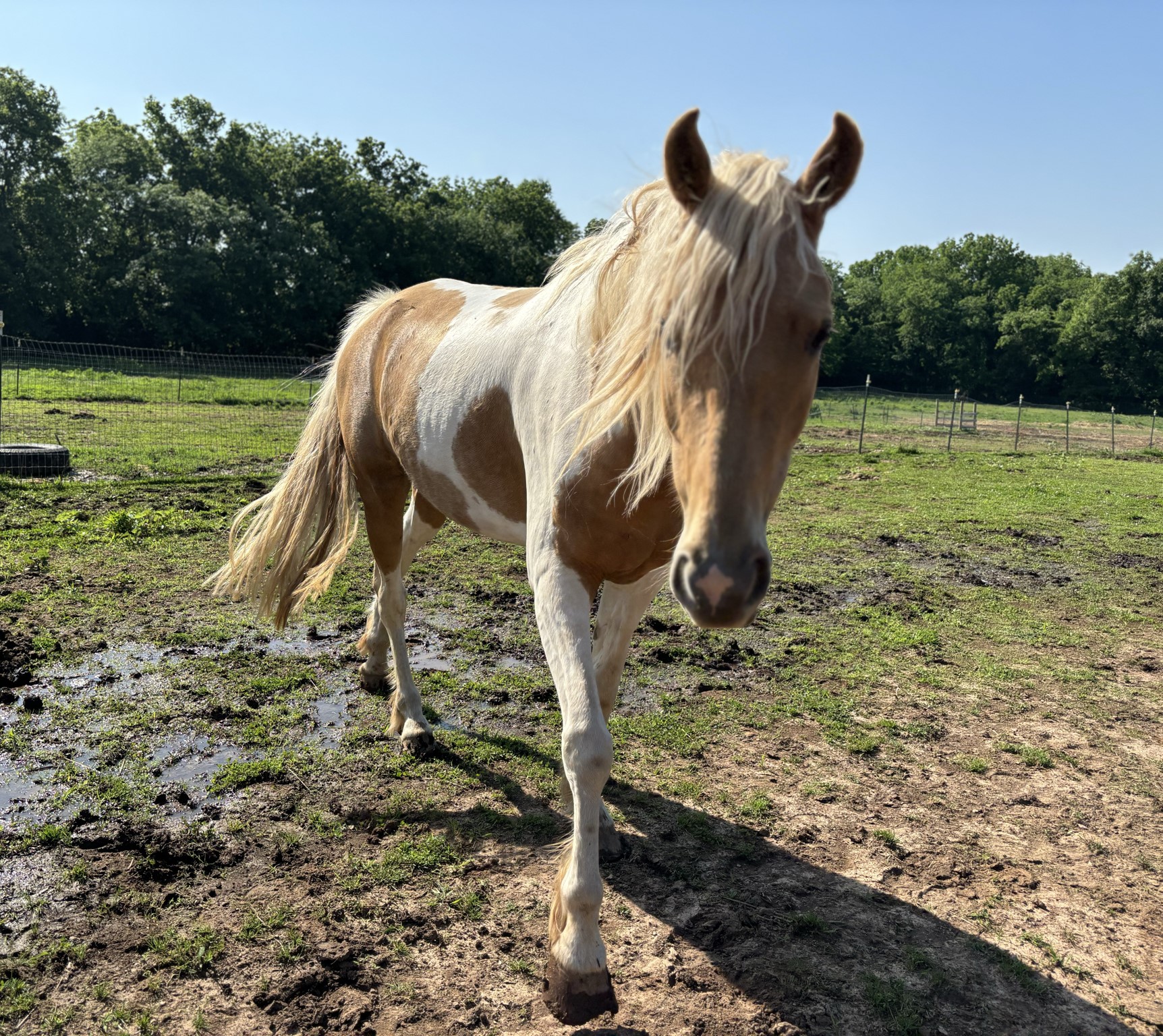 Popcorn, a Adopted Tennessee Walker in Willard, MO image 3/6