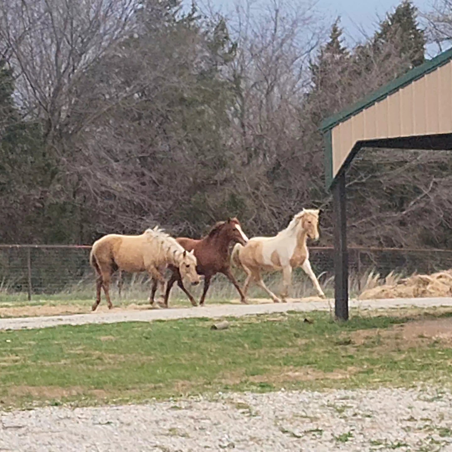 Popcorn, a Adopted Tennessee Walker in Willard, MO image 6/6