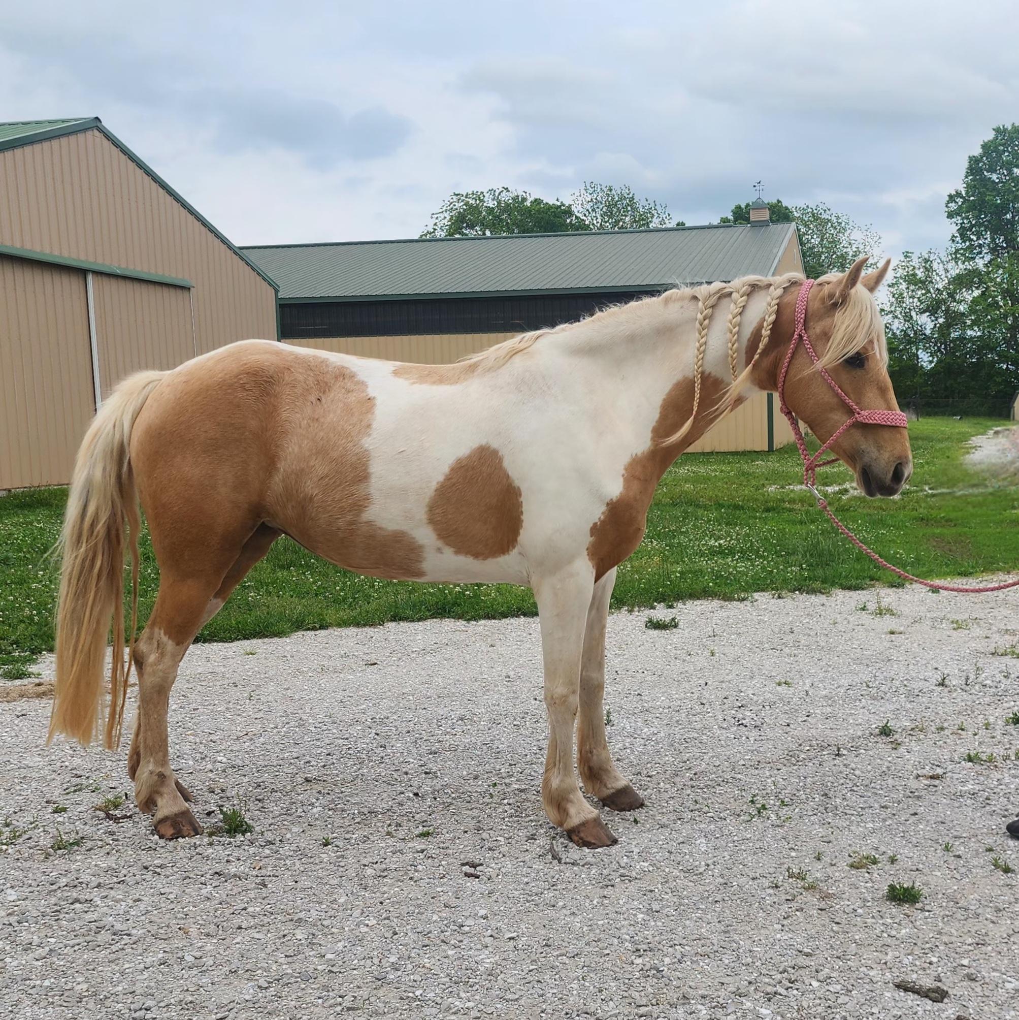 Popcorn, a Adopted Tennessee Walker in Willard, MO image 1/6