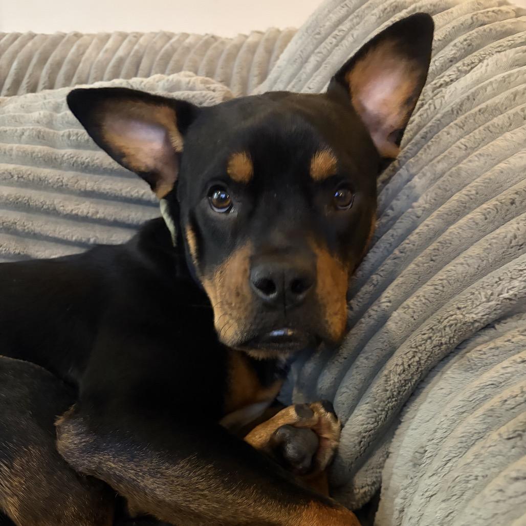 Enlarge Carl Winston, a Adoptable mixed breed in Duck River, TN image 1/6