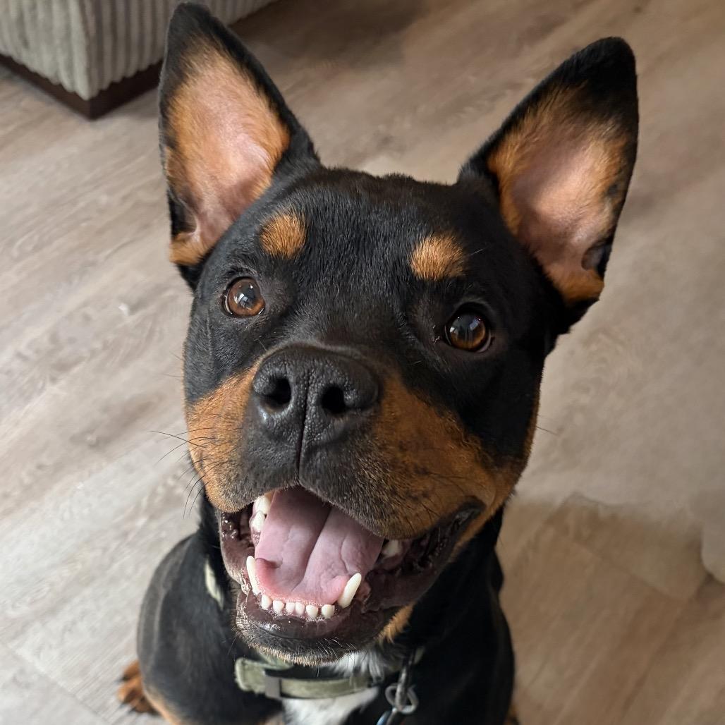 Enlarge Carl Winston, a Adoptable mixed breed in Duck River, TN image 3/6