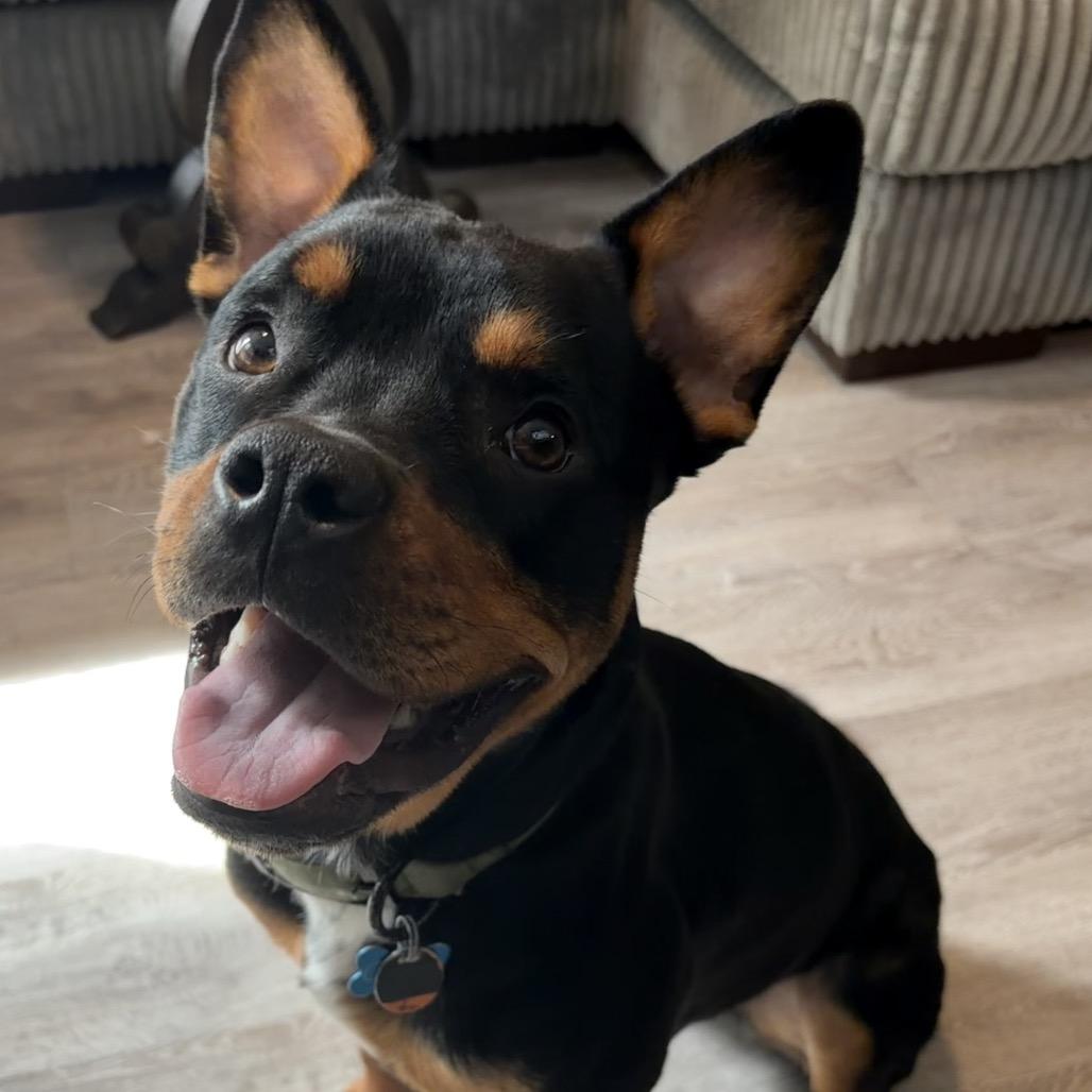 Enlarge Carl Winston, a Adoptable mixed breed in Duck River, TN image 5/6
