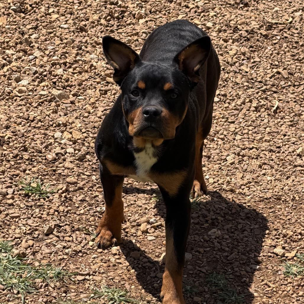 Enlarge Carl Winston, a Adoptable mixed breed in Duck River, TN image 6/6