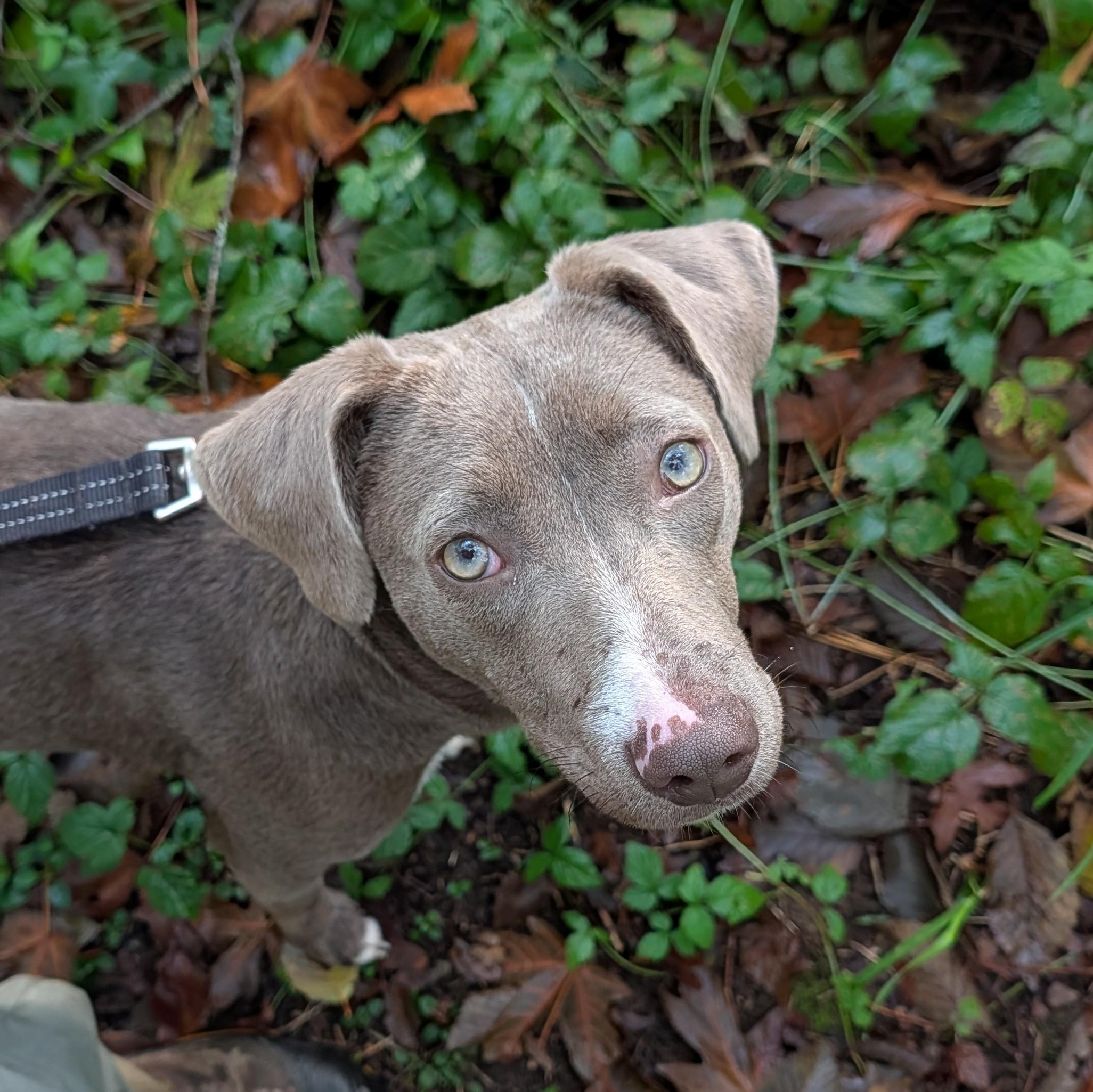 Goose, Adoptable, Puppy Female Weimaraner & Blue Lacy.