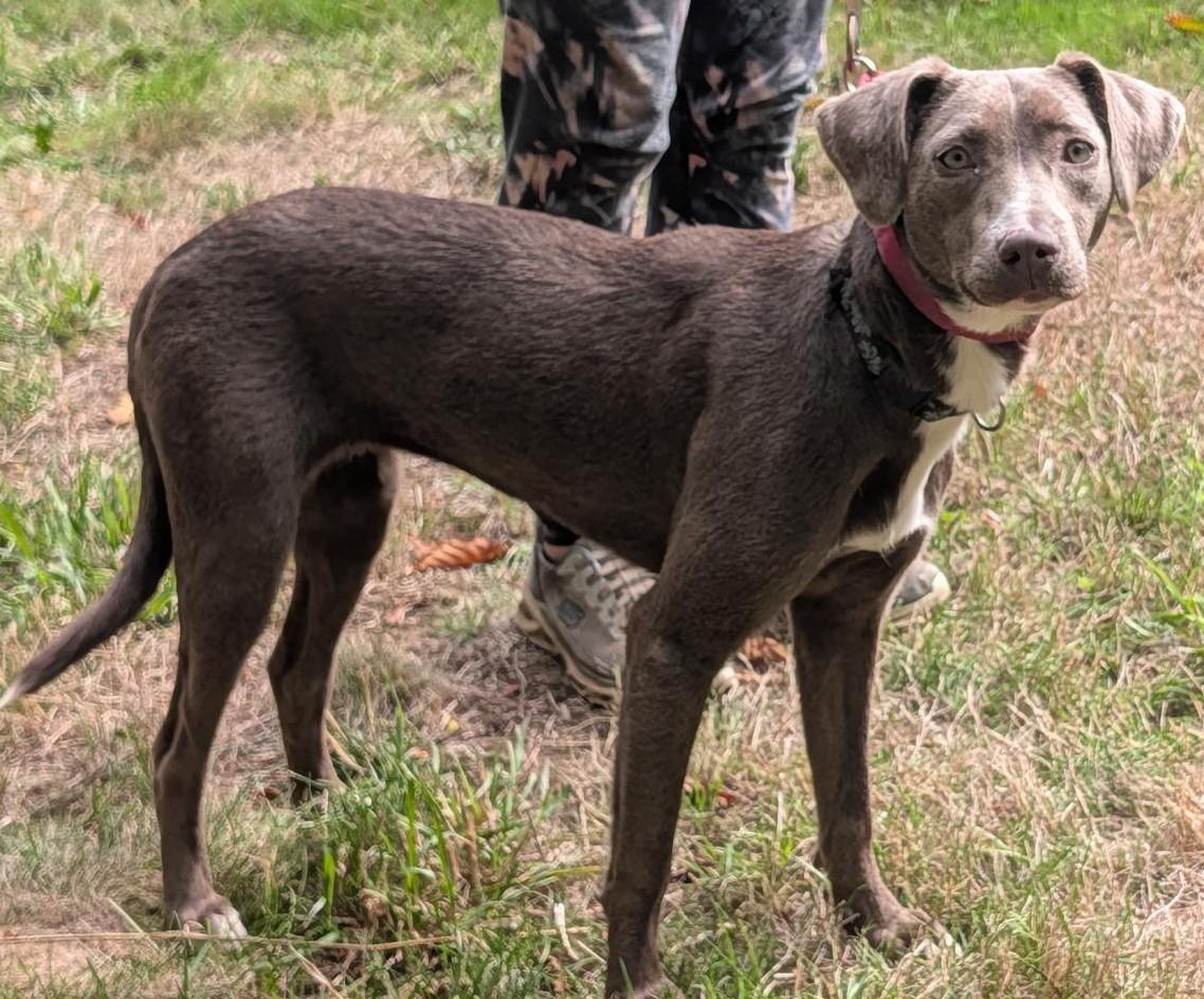Enlarge Goose, a Adoptable mixed breed in Olympia, WA image 1/6