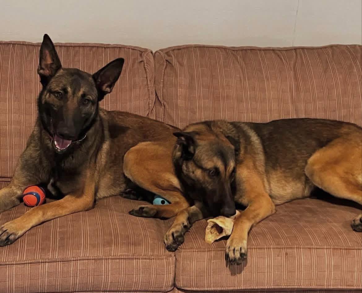 Juno & Storm, ADOPTABLE, Adult Female Belgian Shepherd / Malinois.