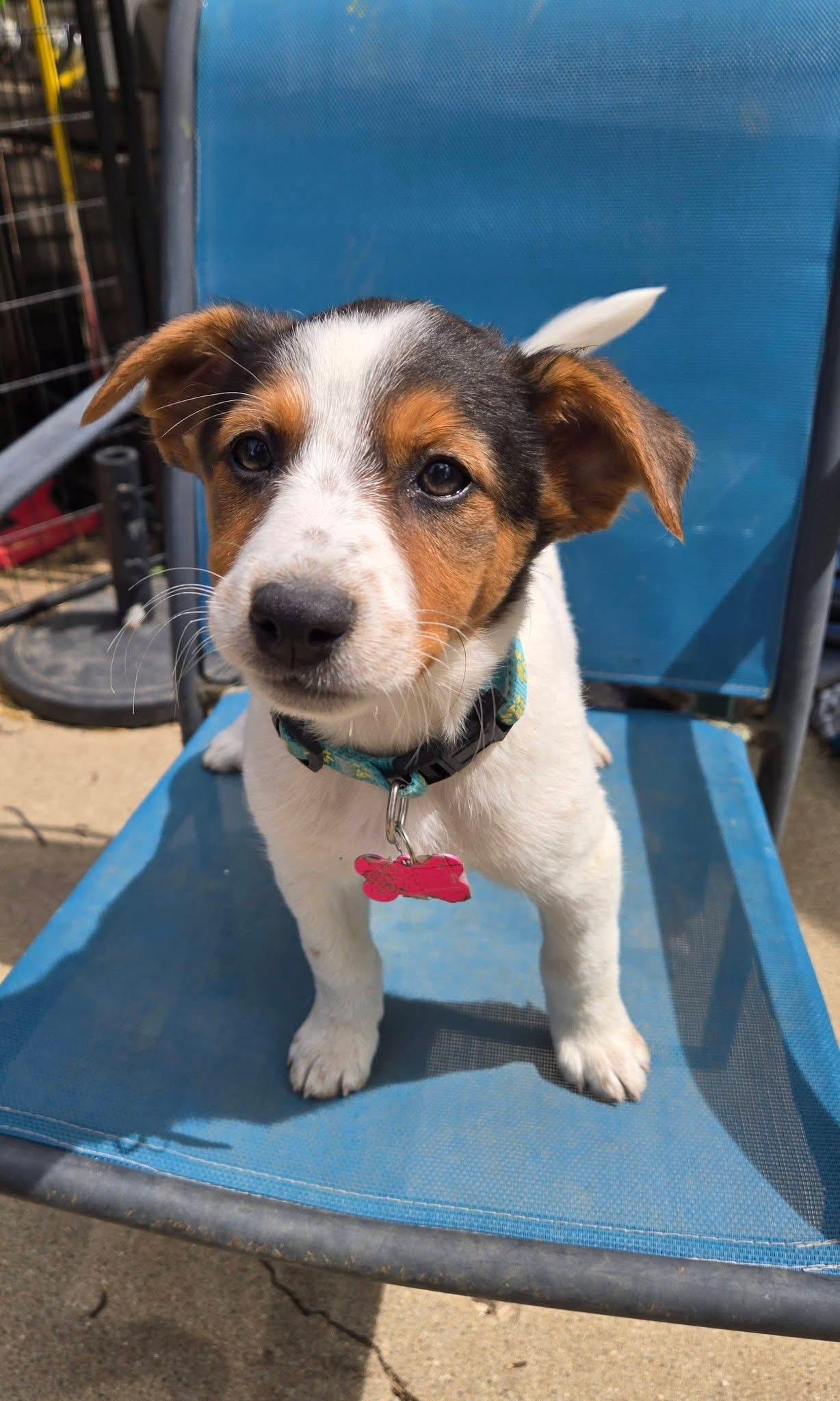 Enlarge Finley. ADOPTED, a ADOPTABLE mixed breed in Union Grove, WI image 4/5