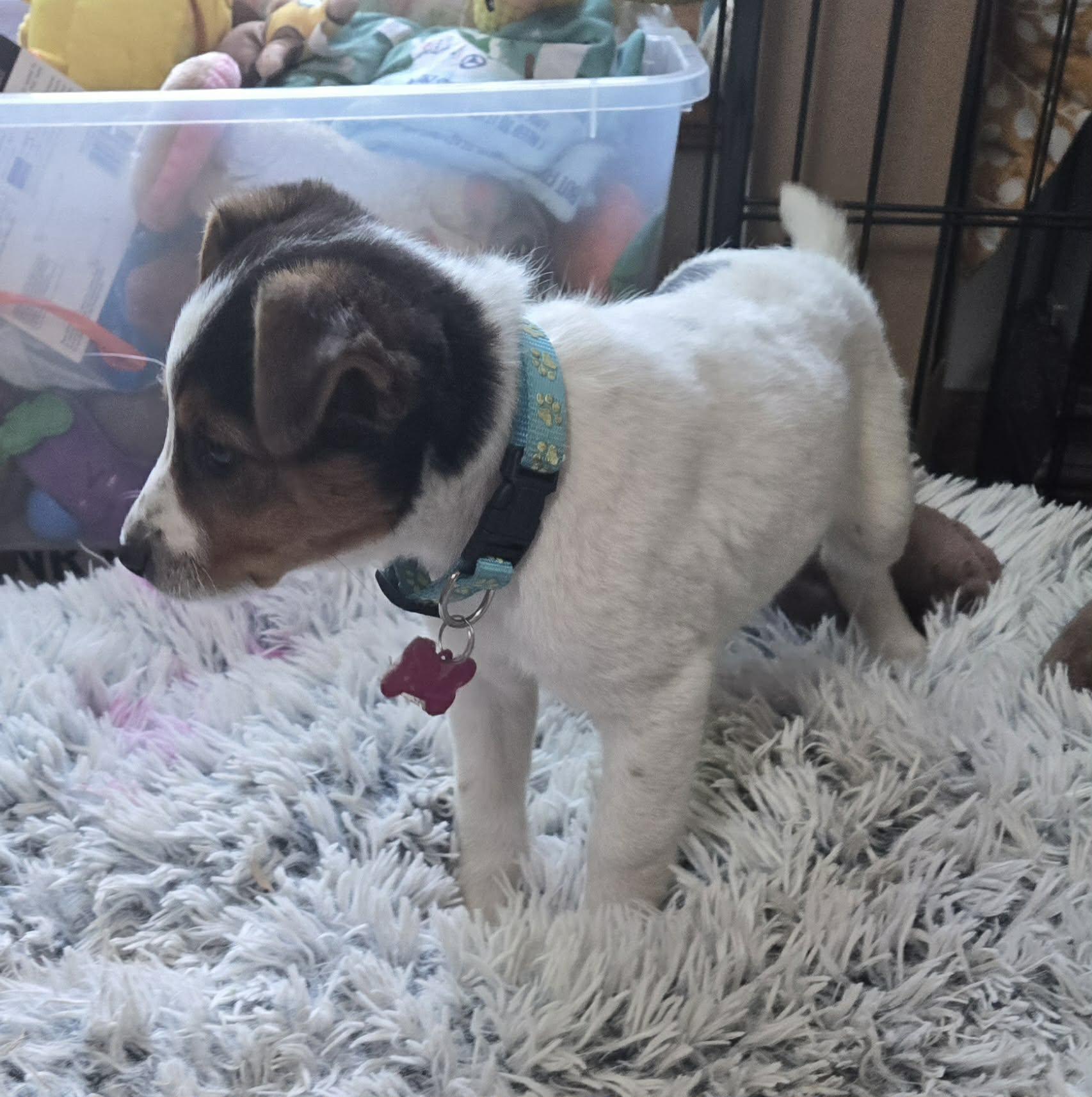 Enlarge Finley. ADOPTED, a ADOPTABLE mixed breed in Union Grove, WI image 2/5