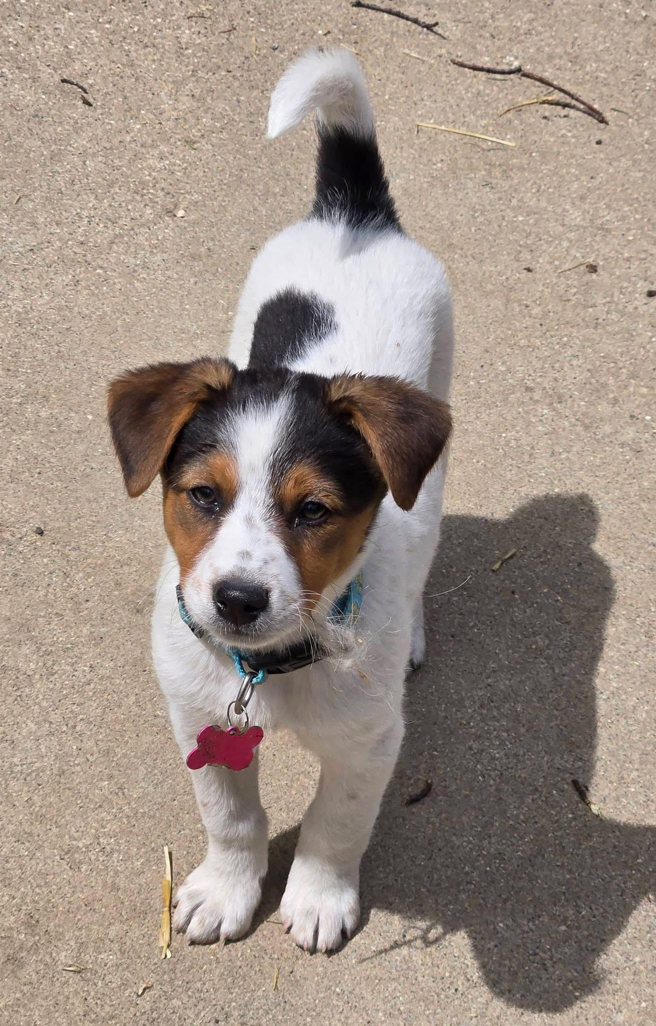 Enlarge Finley. ADOPTED, a ADOPTABLE mixed breed in Union Grove, WI image 1/5