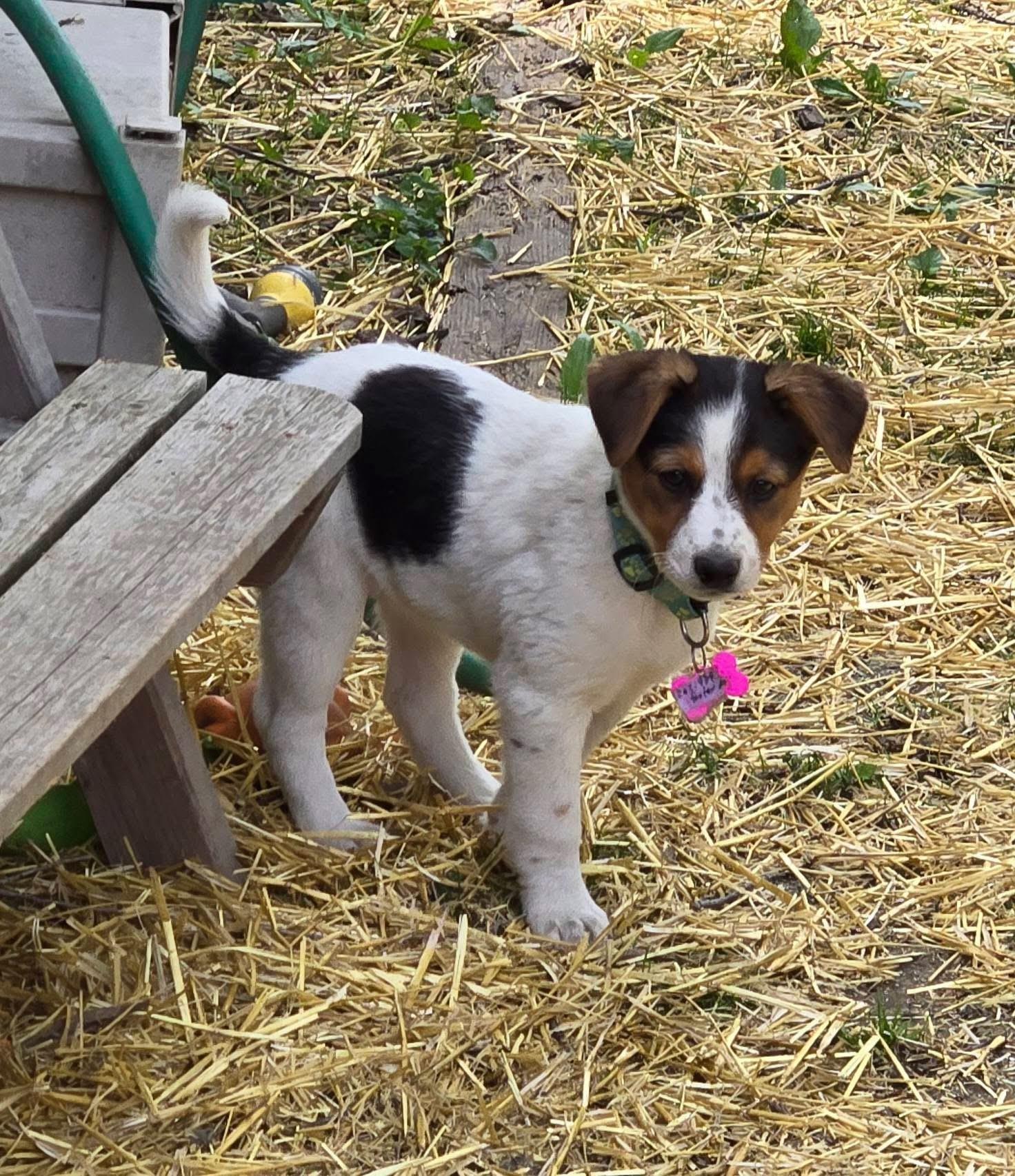 Enlarge Finley. ADOPTED, a ADOPTABLE mixed breed in Union Grove, WI image 5/5