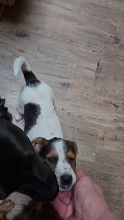 Enlarge Finley. ADOPTED, a ADOPTABLE mixed breed in Union Grove, WI video 3/5