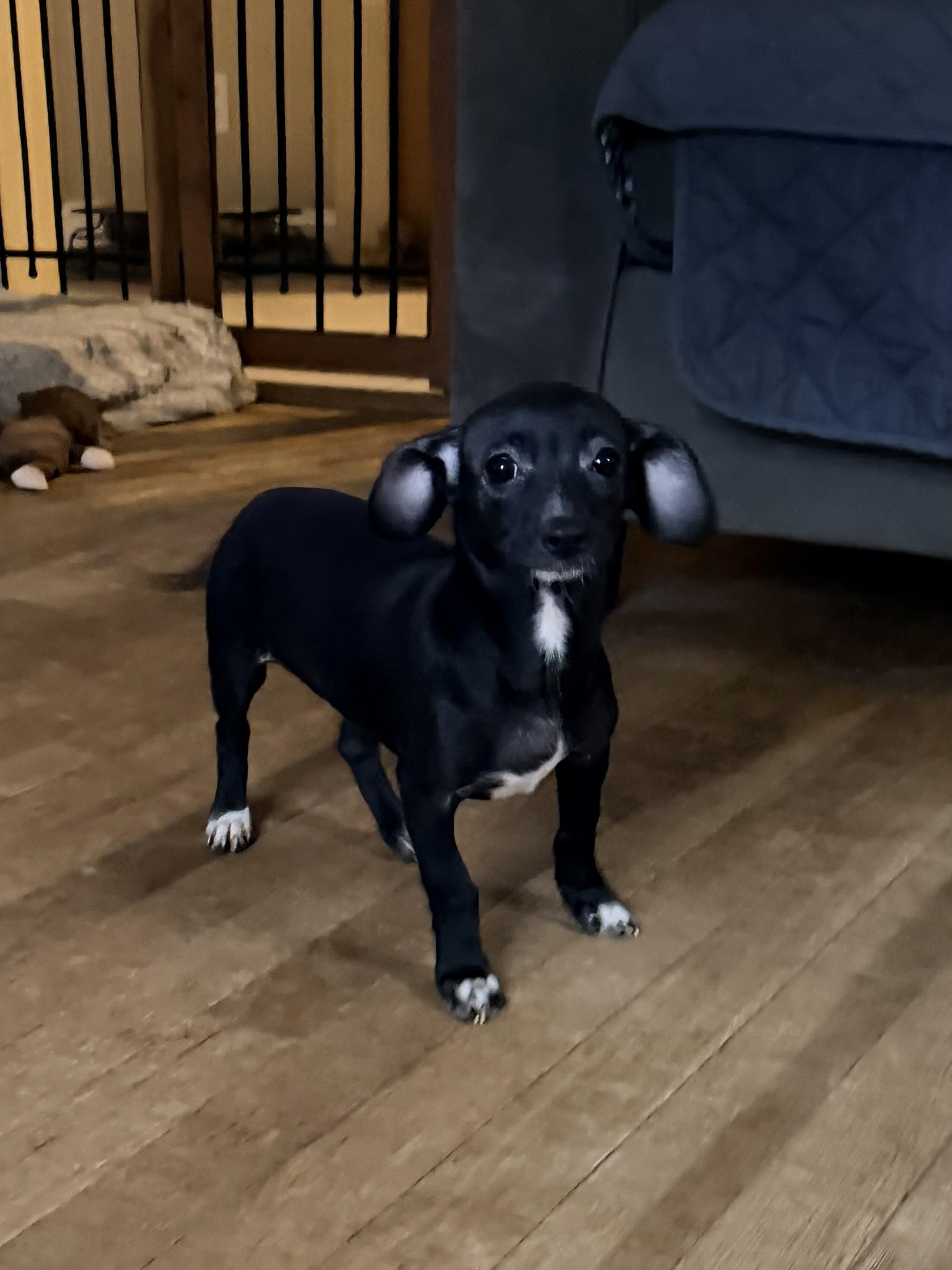 Poppy, Adopted, Puppy Female Chihuahua & Dachshund.