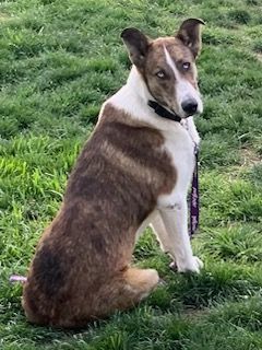 Scout( aka...toucan Sam, fruit Loop, Nicolas Cage...lol), a Adoptable mixed breed in Chattanooga, TN image 2/6