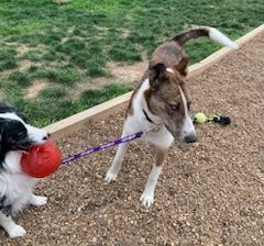 Scout( aka...toucan Sam, fruit Loop, Nicolas Cage...lol), a Adoptable mixed breed in Chattanooga, TN image 3/6