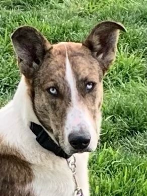 Scout( aka...toucan Sam, fruit Loop, Nicolas Cage...lol), a Adoptable mixed breed in Chattanooga, TN image 1/6