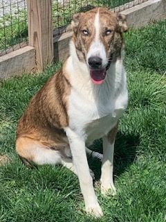 Scout( aka...toucan Sam, fruit Loop, Nicolas Cage...lol), a Adoptable mixed breed in Chattanooga, TN image 4/6