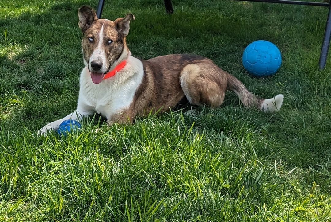 Scout( aka...toucan Sam, fruit Loop, Nicolas Cage...lol), a Adoptable mixed breed in Chattanooga, TN image 5/6