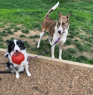 Scout( aka...toucan Sam, fruit Loop, Nicolas Cage...lol), a Adoptable mixed breed in Chattanooga, TN image 6/6