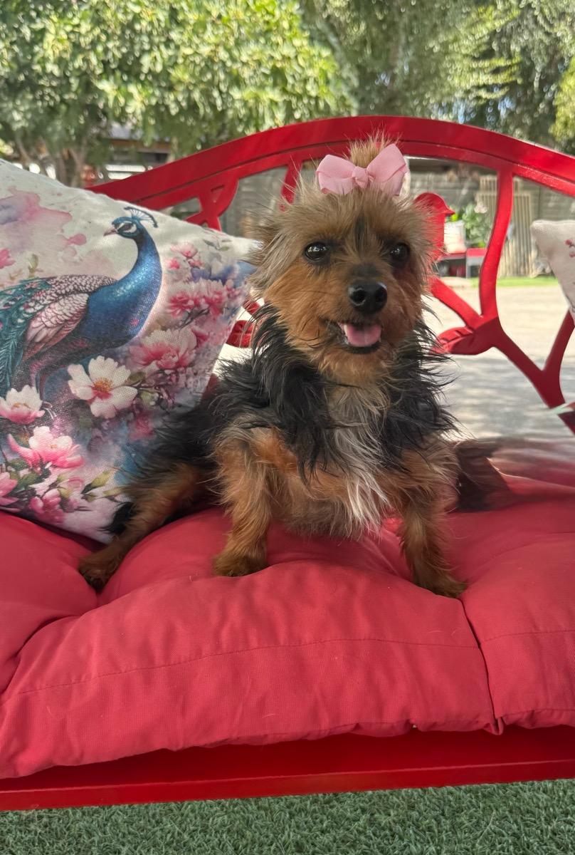 Reba, Adopted, Adult Female Silky Terrier.