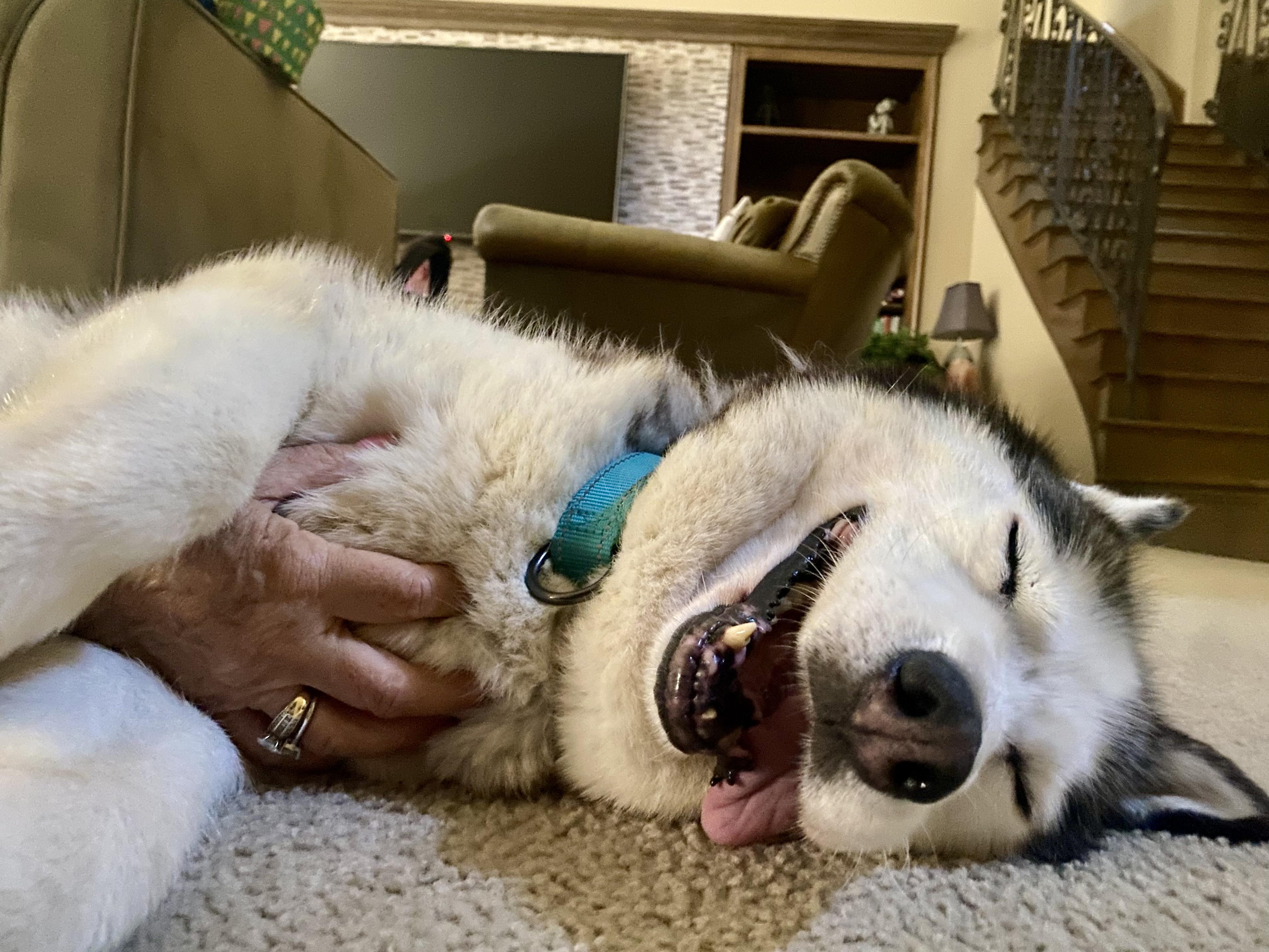 Sura, a Adoptable Husky in North Hollywood, CA image 2/6