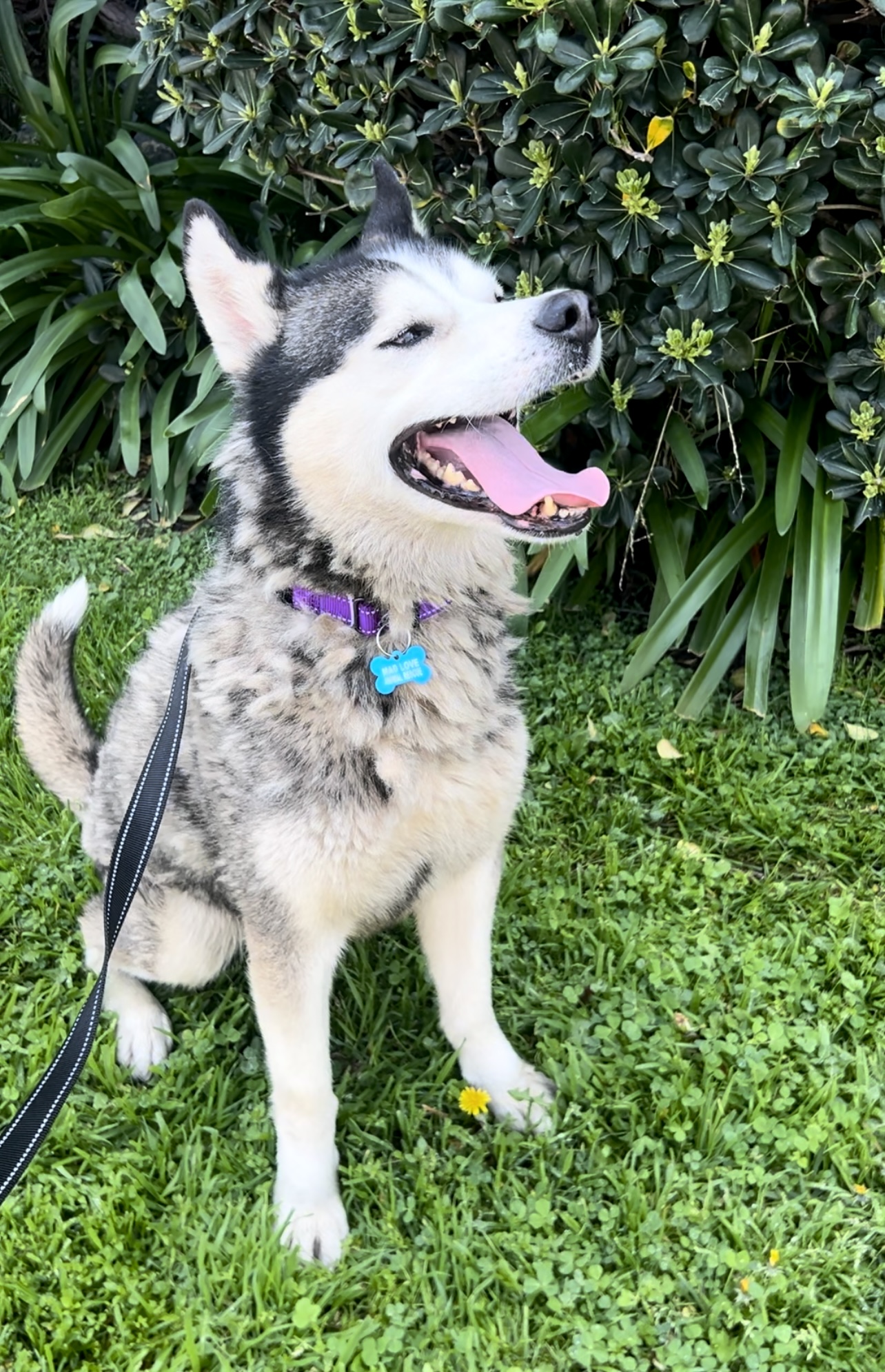 Sura, a Adoptable Husky in North Hollywood, CA image 3/6