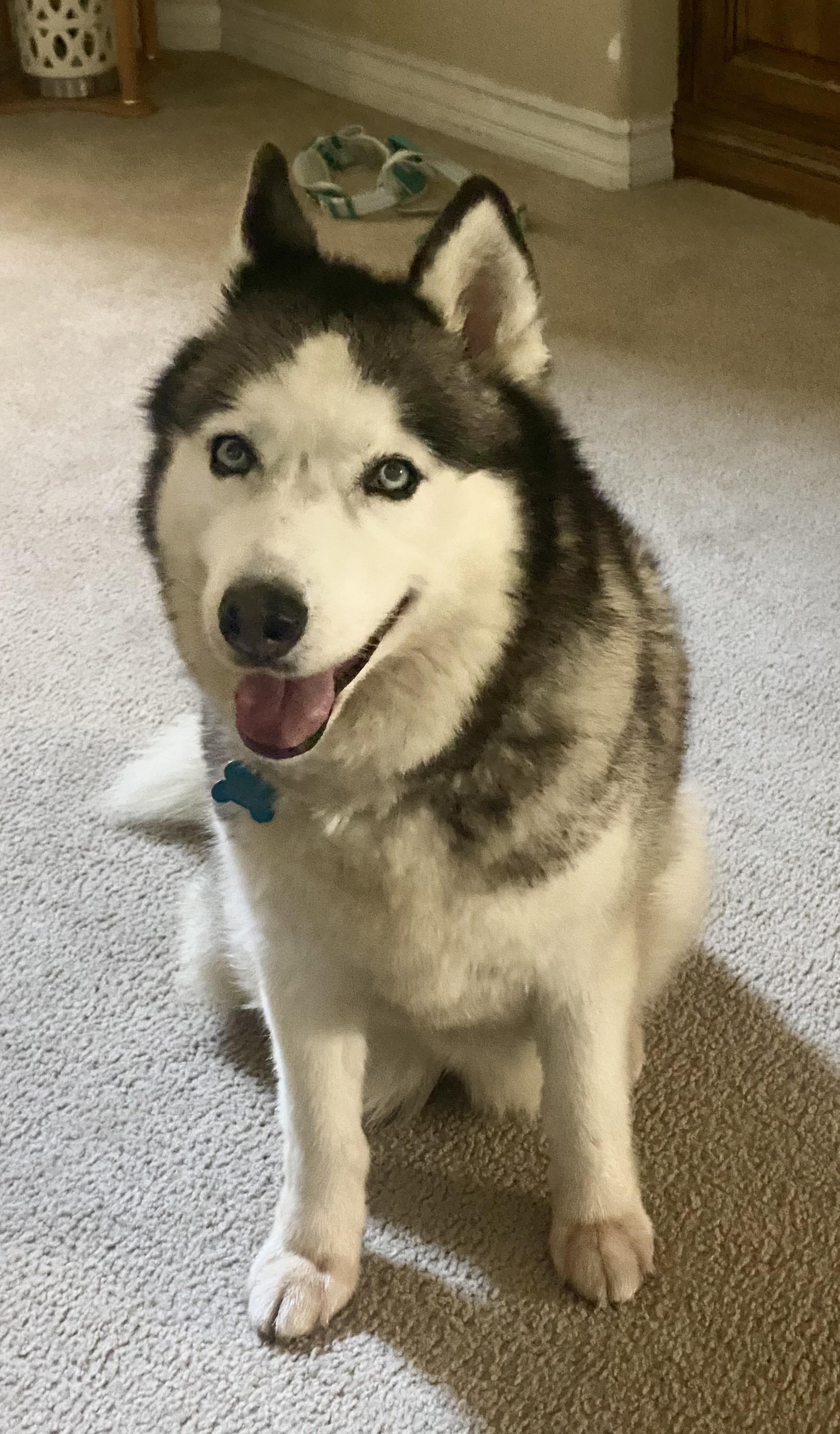Sura, a Adoptable Husky in North Hollywood, CA image 4/6