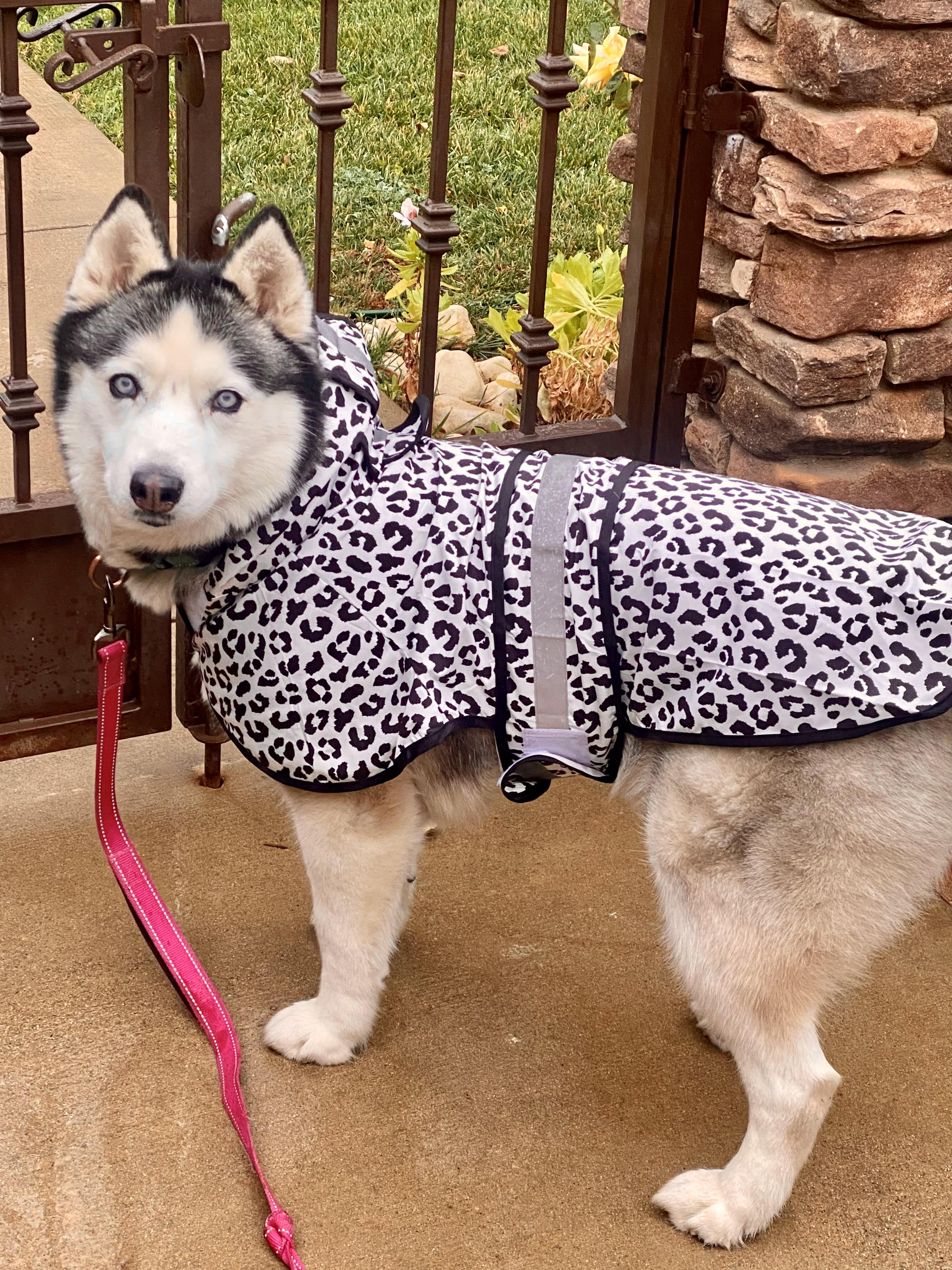 Sura, Adoptable, Senior Female Husky.
