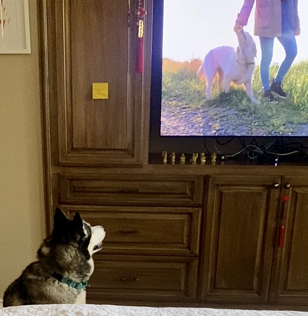 Sura, a Adoptable Husky in North Hollywood, CA image 5/6