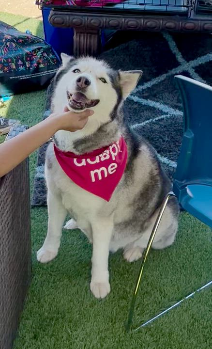 Enlarge Sura, a Adoptable Husky in North Hollywood, CA video 6/6