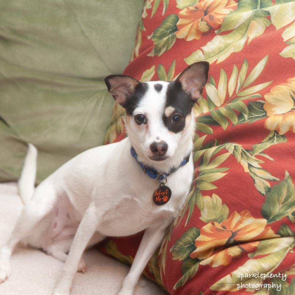 Enlarge Tiffany Valentine, an adoptable mixed breed in Ridgefield, CT image 3/6