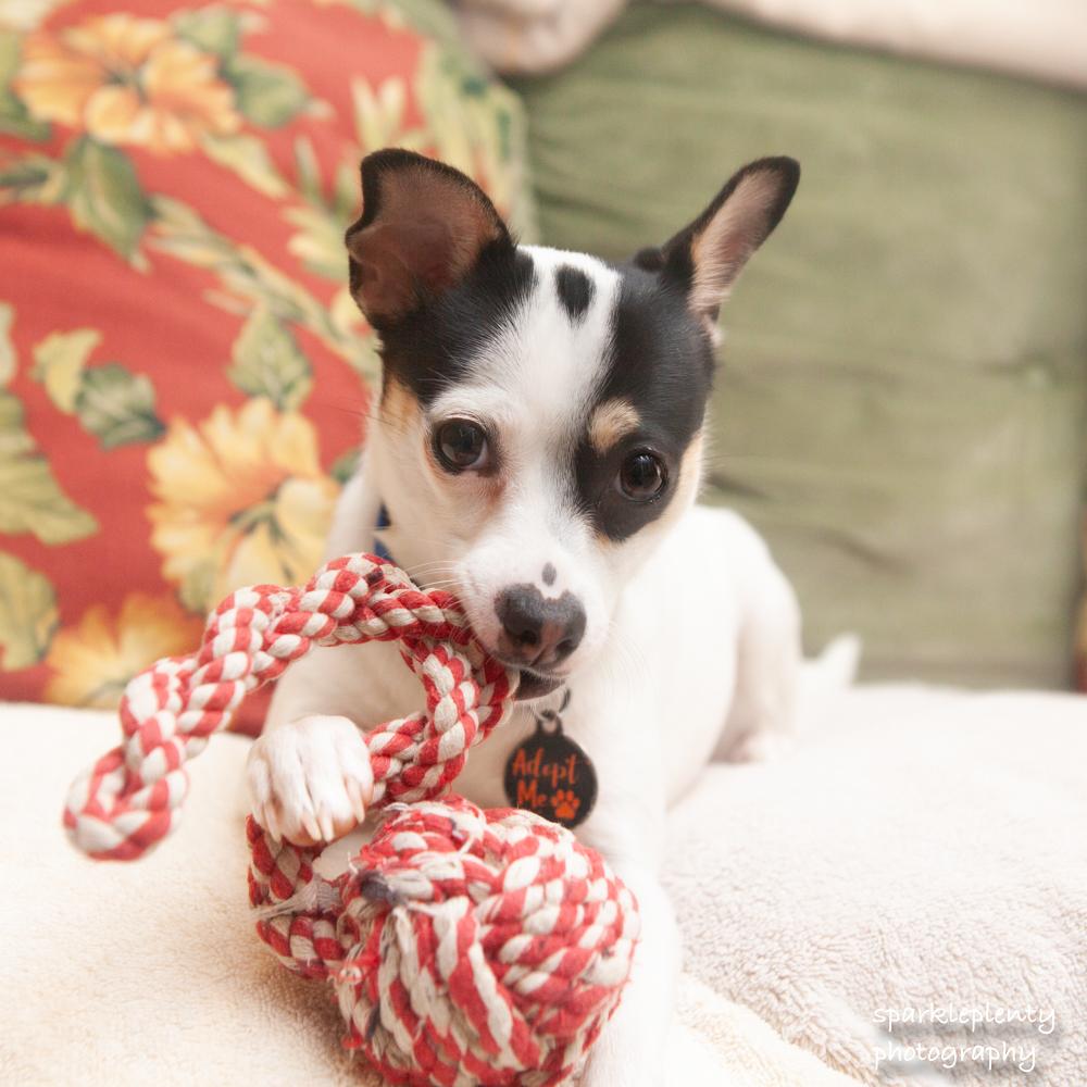 Enlarge Tiffany Valentine, an adoptable mixed breed in Ridgefield, CT image 2/6