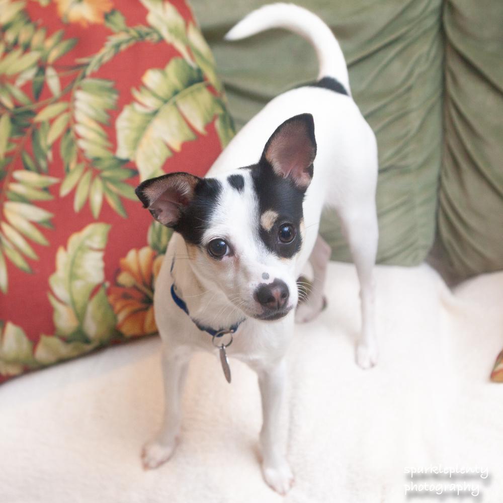 Enlarge Tiffany Valentine, an adoptable mixed breed in Ridgefield, CT image 4/6