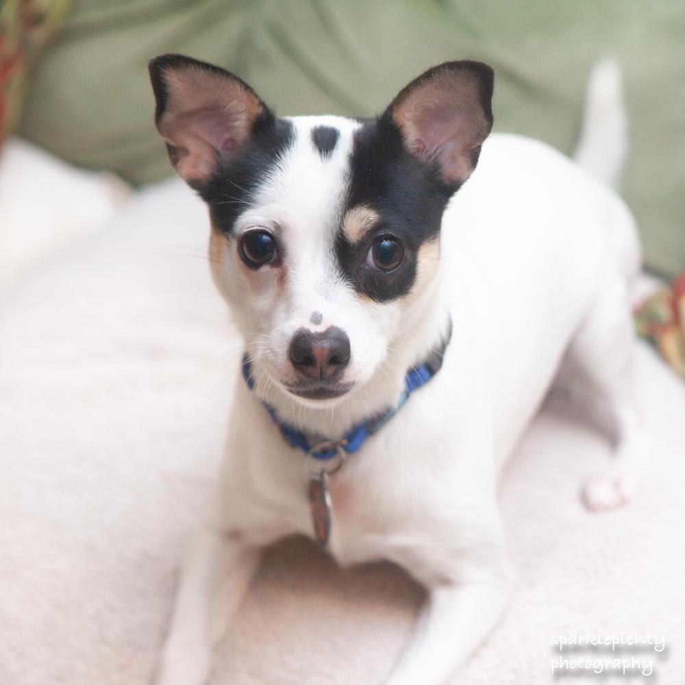 Enlarge Tiffany Valentine, an adoptable mixed breed in Ridgefield, CT image 1/6