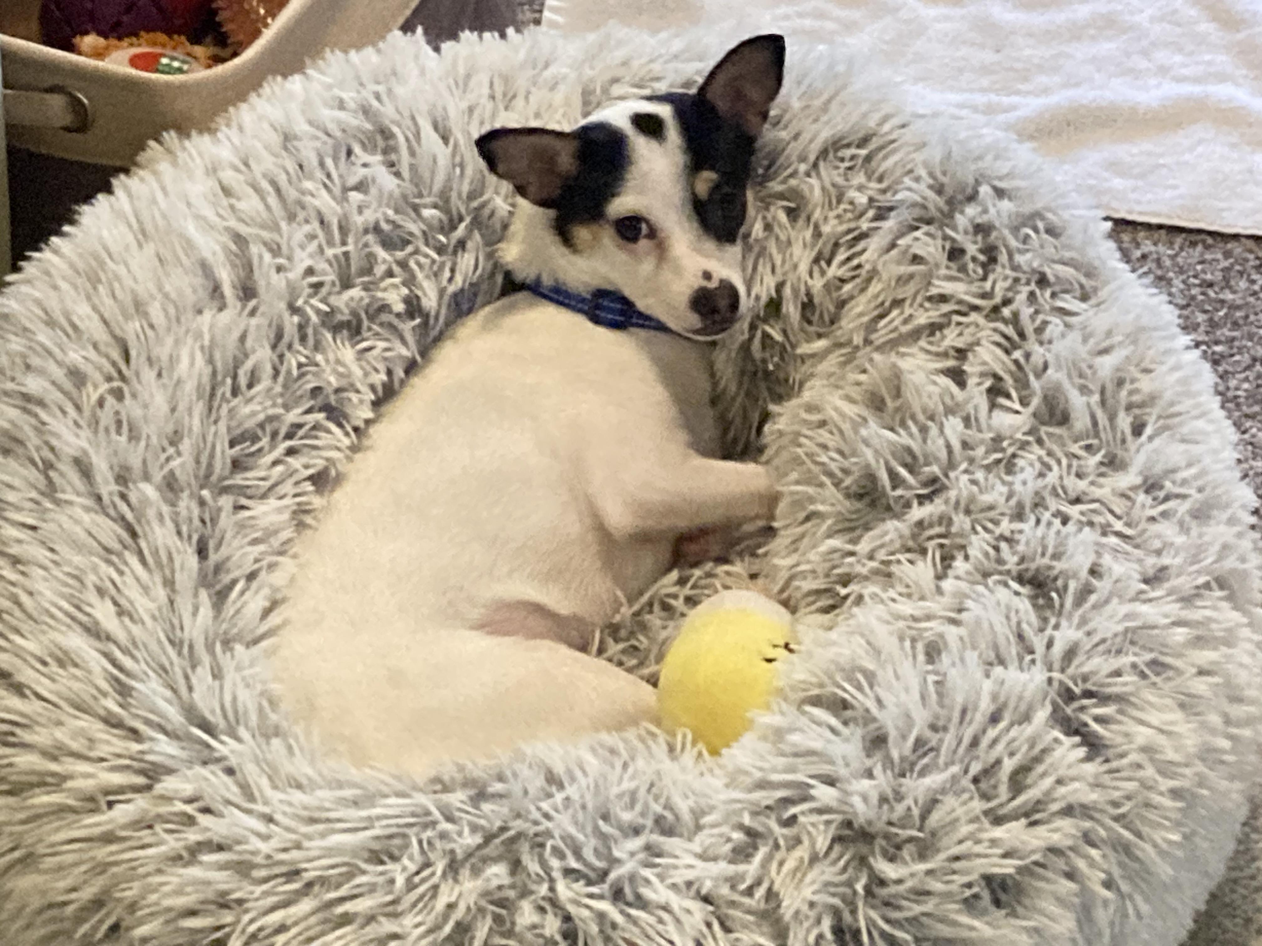 Tiffany Valentine, adoptable, Adult Female Chihuahua.