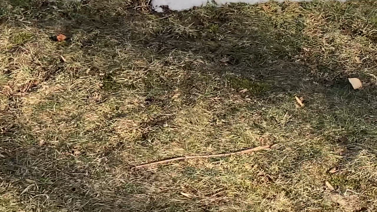 Enlarge Tiffany Valentine, an adoptable mixed breed in Ridgefield, CT video 5/6