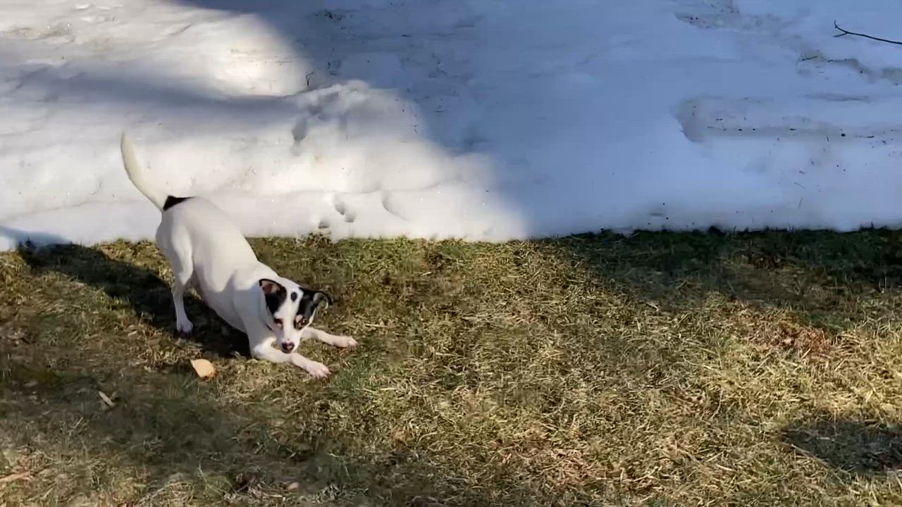 Enlarge Tiffany Valentine, an adoptable mixed breed in Ridgefield, CT video 6/6