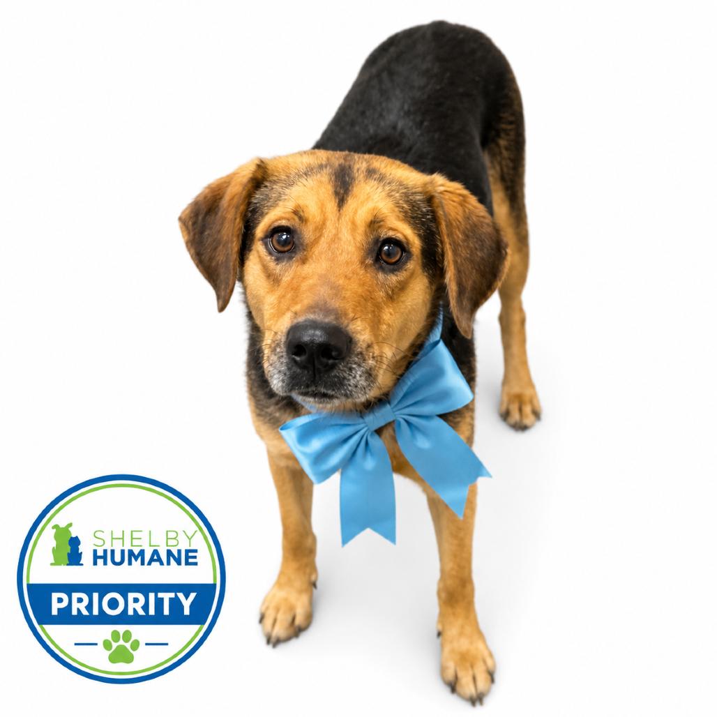Elliot, a Adoptable Mixed Breed in Columbiana, AL image 1/2