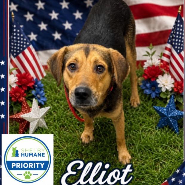 Elliot, a Adoptable Mixed Breed in Columbiana, AL image 2/2